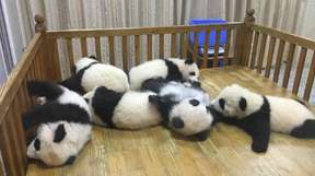 Small Group Half Day Chengdu Panda Breeding Center Tour