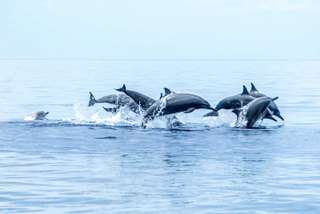Bais Dolphin Watching and Manjuyod Sandbar Private Tour | Dumaguete, Philippines, ₱ 10,171.91