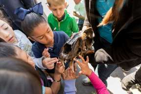 La Brea Tar Pits Museum