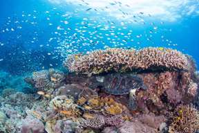 Alona Beach Discover Scuba Diving Experience with School of Sardines in Bohol | Philippines