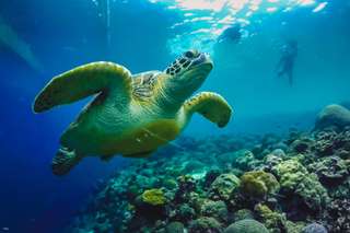 Moalboal Snorkeling Day Tour from Cebu: Sardine Run, Turtle Point & Kawasan Falls Canyoneering Experience | Philippines, ₱ 2,933.09