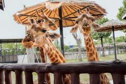 Sriayuthaya Lion Park Admission Ticket | Thailand, THB 288.01