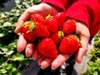 2:20 pm–3:20 pm: Izu Fruit Park (30 minutes of all-you-can-eat strawberry picking)