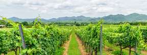 Pa-La-U Waterfall & Monsoon Valley Vineyards Tour