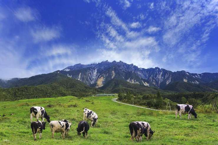 kundasang private tour