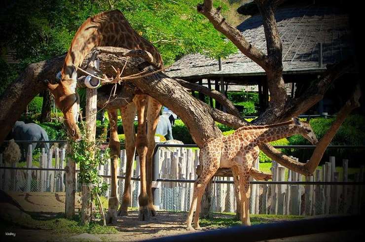 hua hin safari & adventure park ticket price