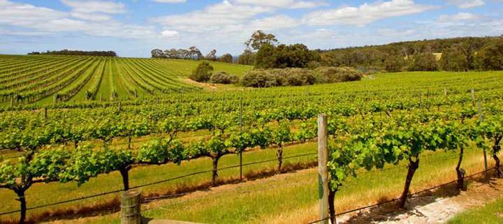 Swan Valley Food And Wine Tours Exclusive Deal