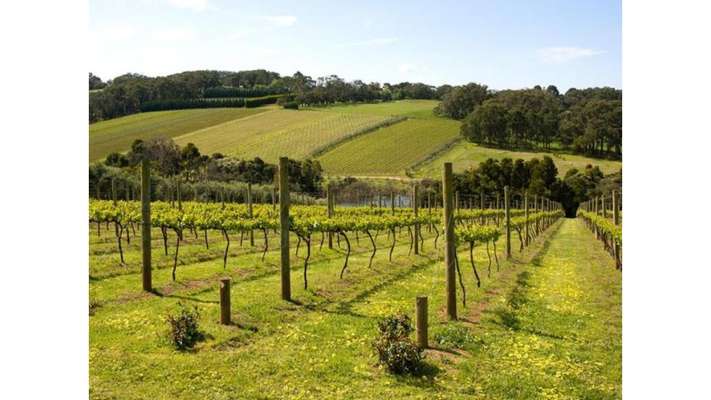 Mornington Peninsula Small Group Wine Tour With Lunch And Morning Tea Exclusive Deal