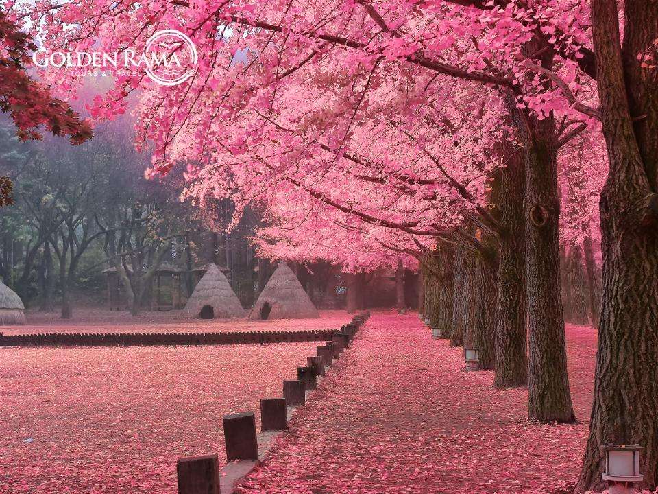 5D3N Favorite Korea Cherry Blossom + Nami Island & Chuncheon Skywalk by