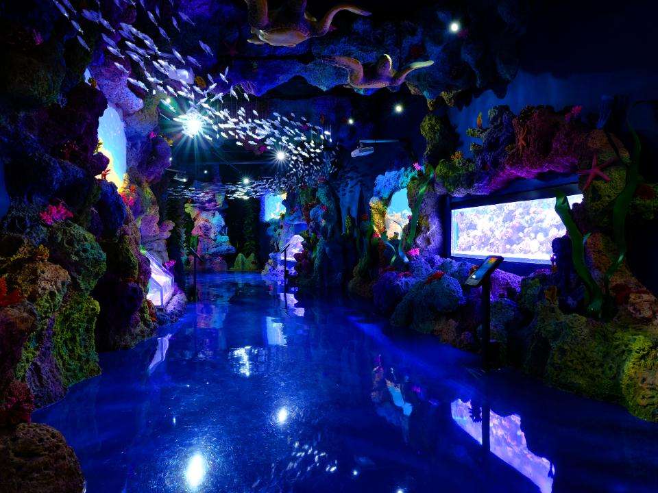 Jakarta Aquarium Indonesia Tickets : Harga Promo 2021 di Traveloka