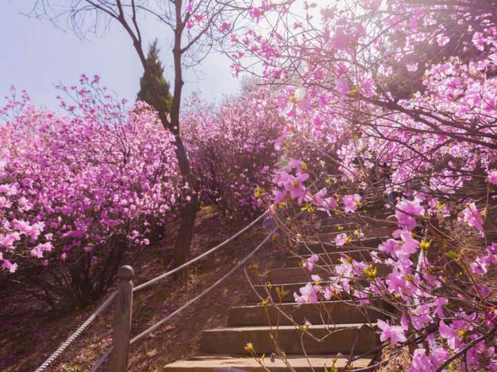 Azalea Festival, Ilsan Lake Park Cherry Blossom and Strawberry