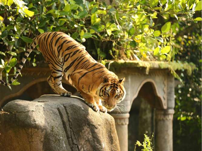 taman safari prigen di jawa timur