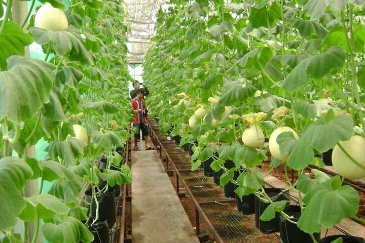 Taman Buah Mekarsari Tickets And Packages Exclusive Deal
