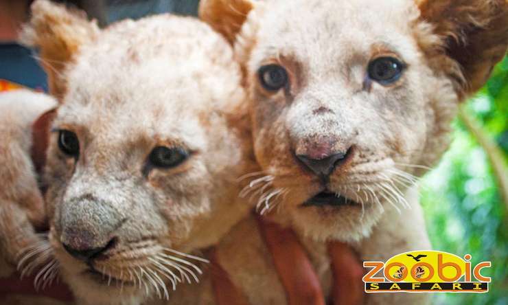 zoobic safari tickets online