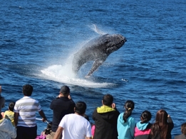 Tangalooma Island Tour with Dolphin Feeding 5