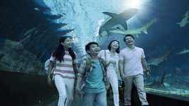 COMBO: 5-in-1 Experiences at Madame Tussauds™ Singapore + DigiPass + S.E.A. Aquarium™ 3