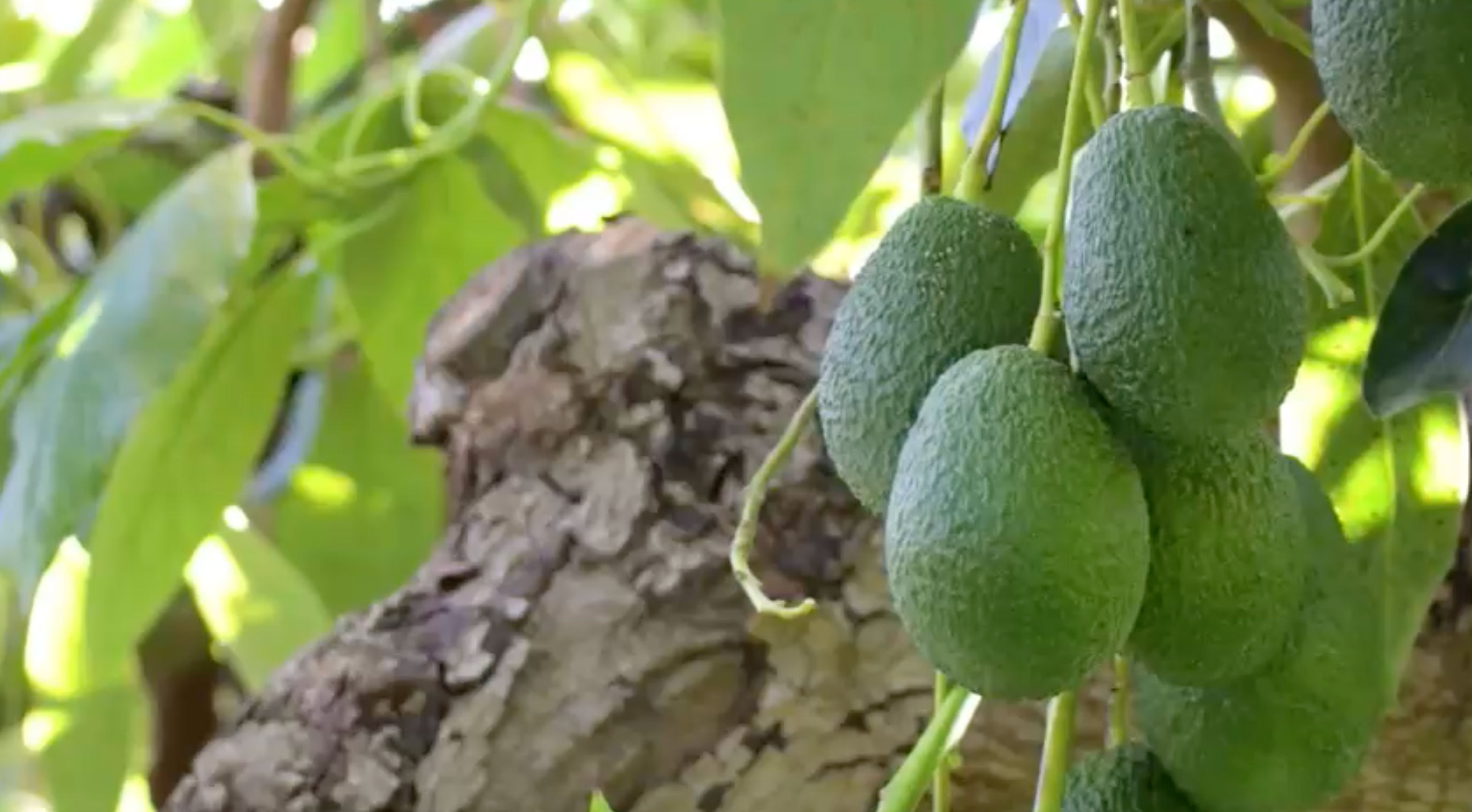 Campos de aguacate en Colombia
