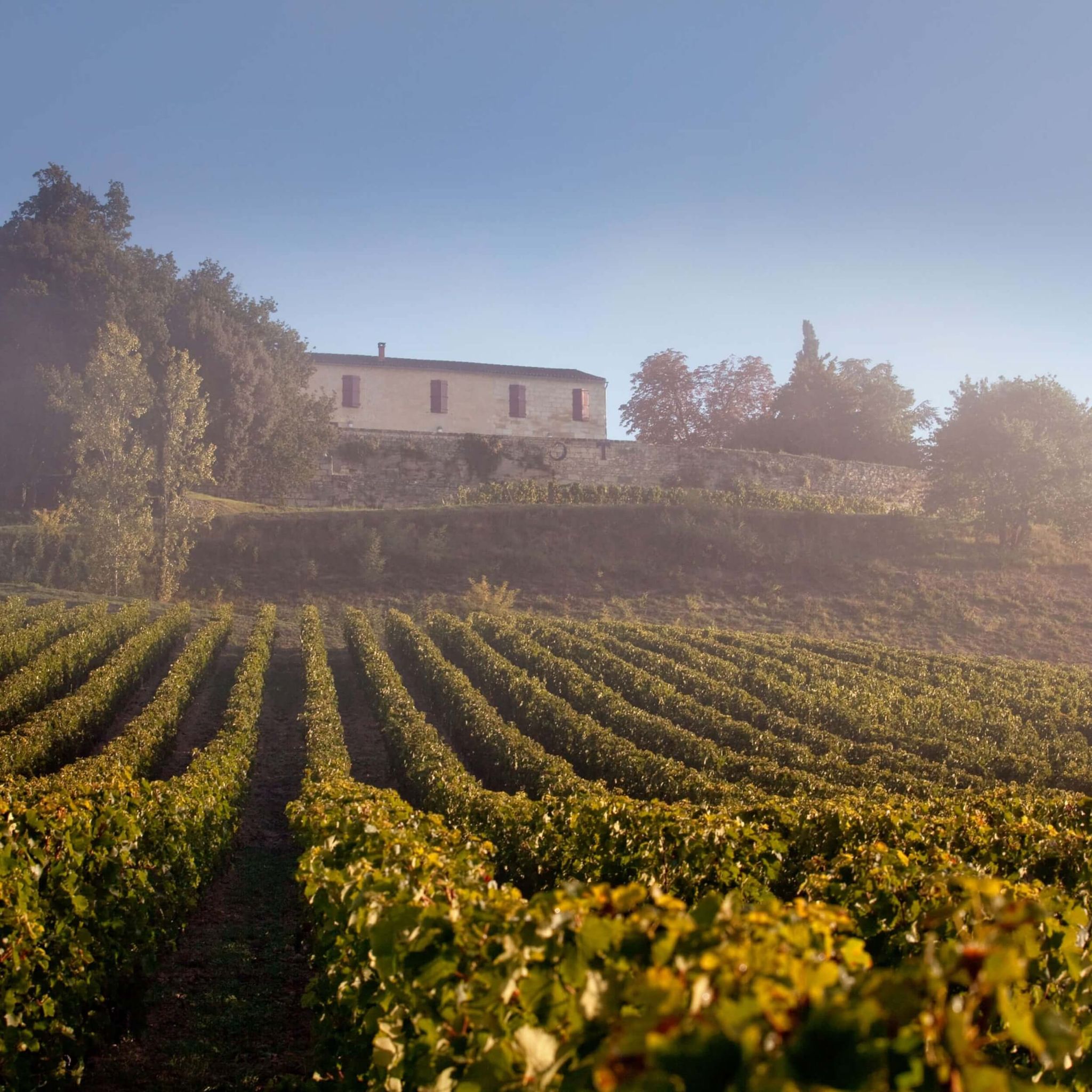 Château Quintus vignoble Saint-Émilion dragon