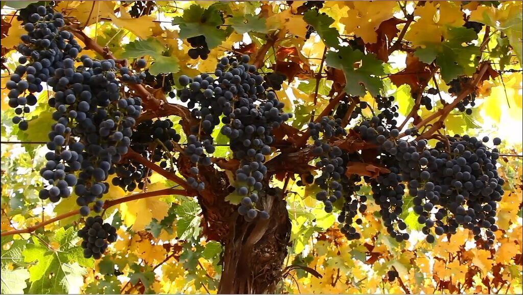 Almaviva wine Chile vineyard Maipo Valley