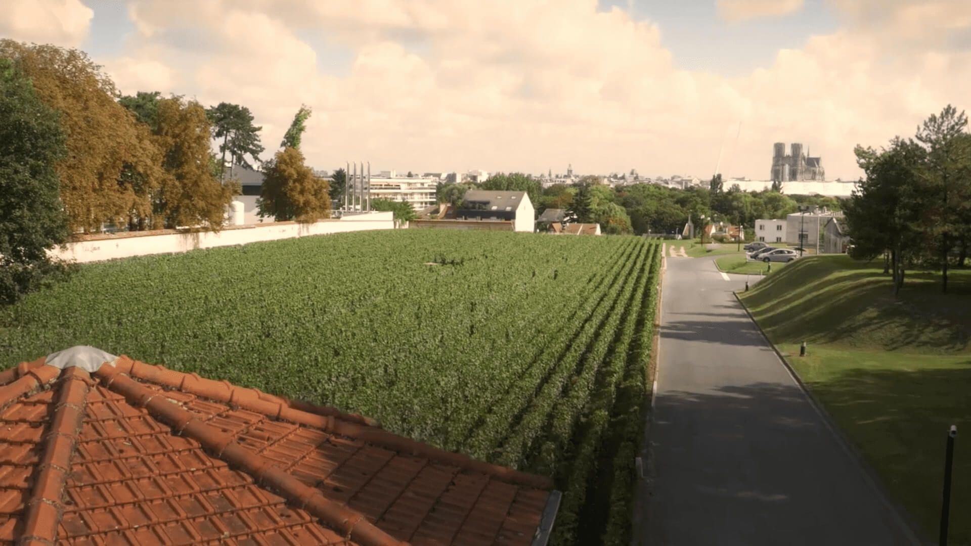 Clos Lanson vineyard