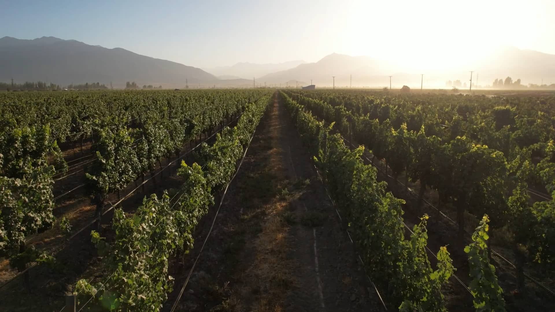 Vineyard under hazy sky