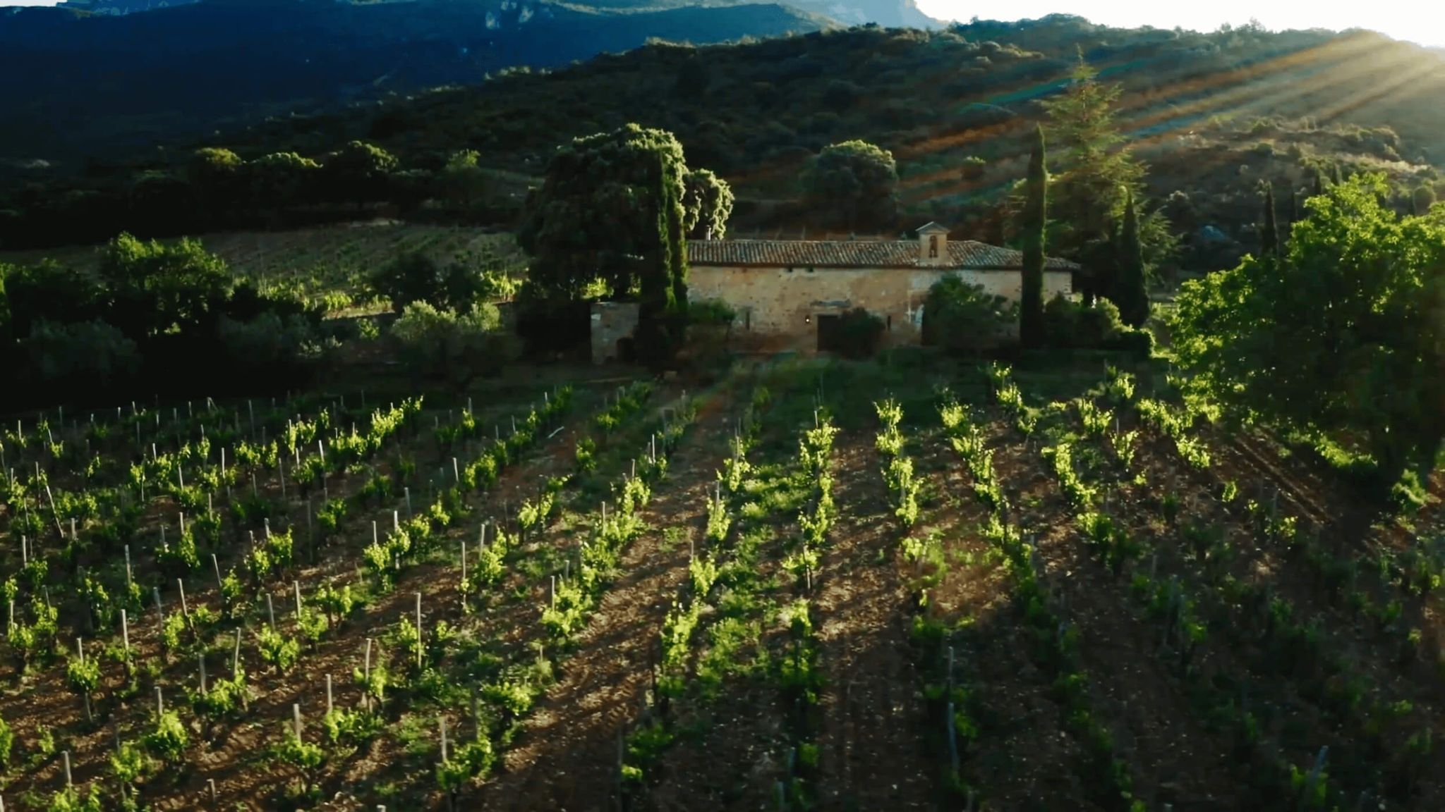 Vineyard with rustic house