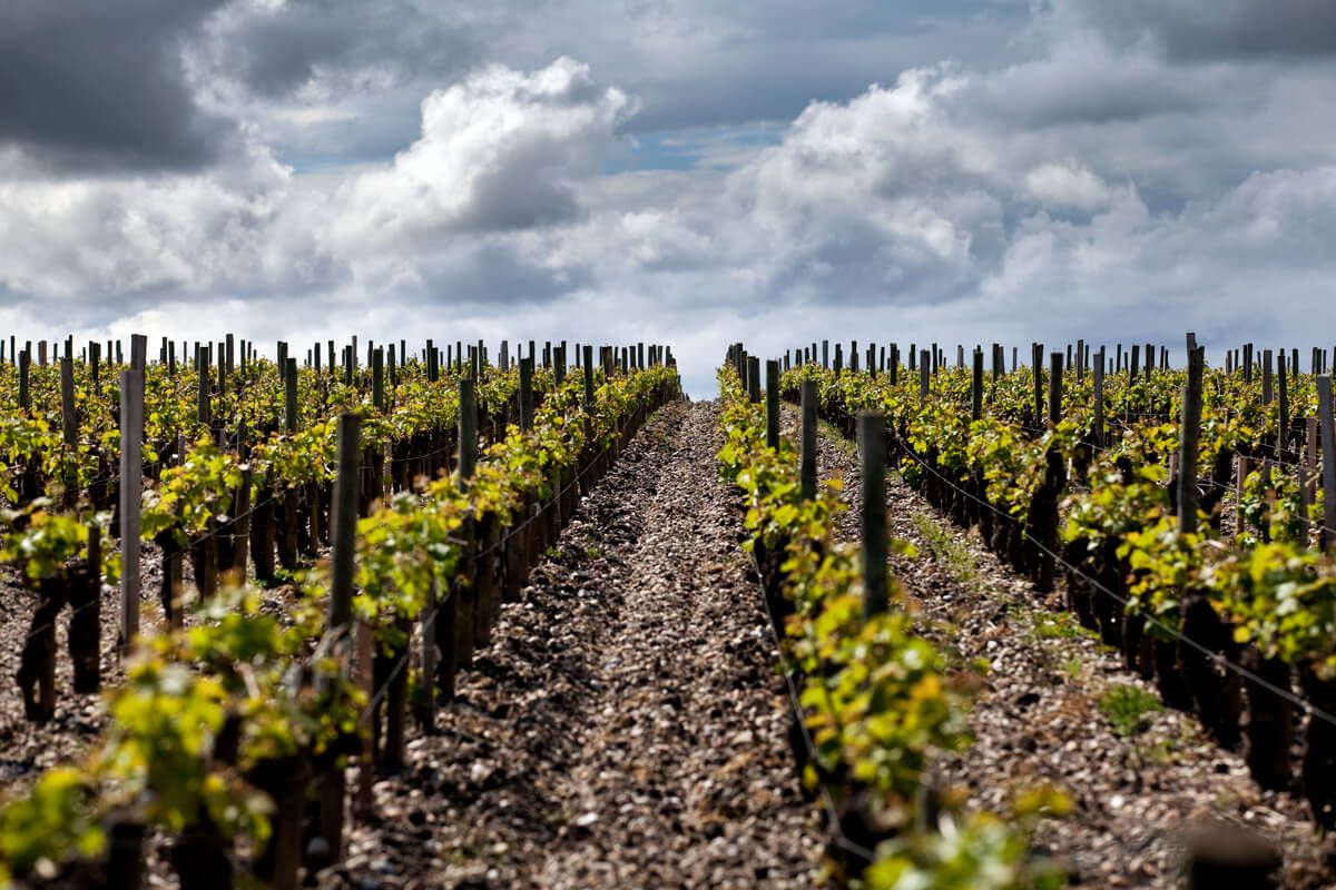 Château Armailhac Pauillac vignoble