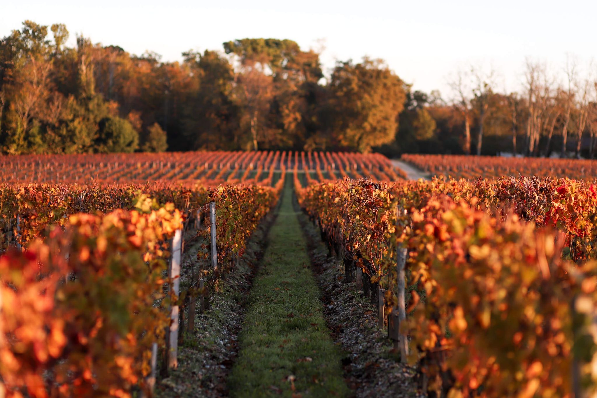 vignoble du Château Smith Haut Lafitte à Pessac-Léognan