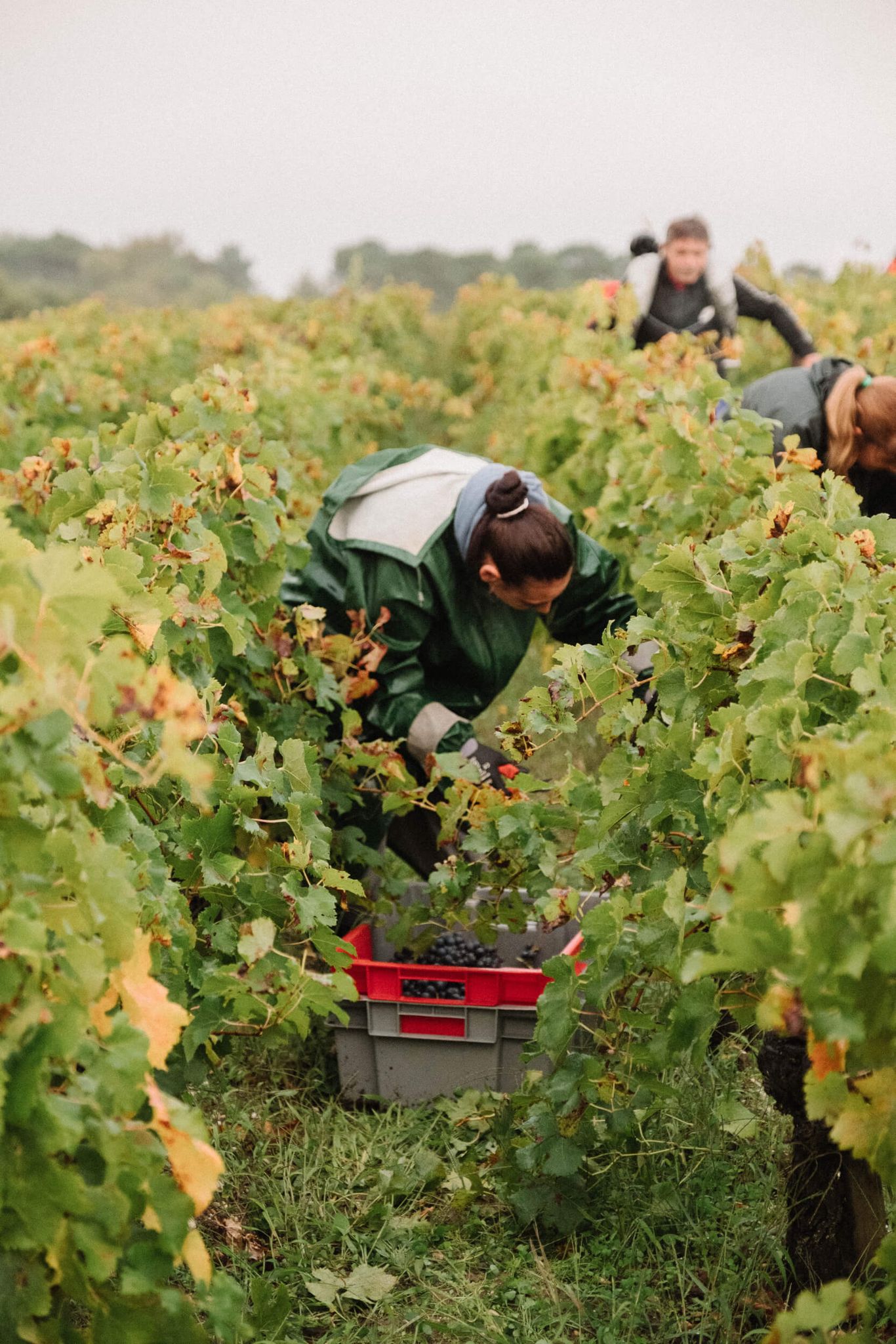 Vigneron taillant la vigne dans le vignoble bordelais