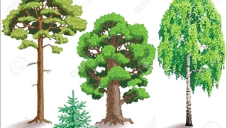 Trees quiz