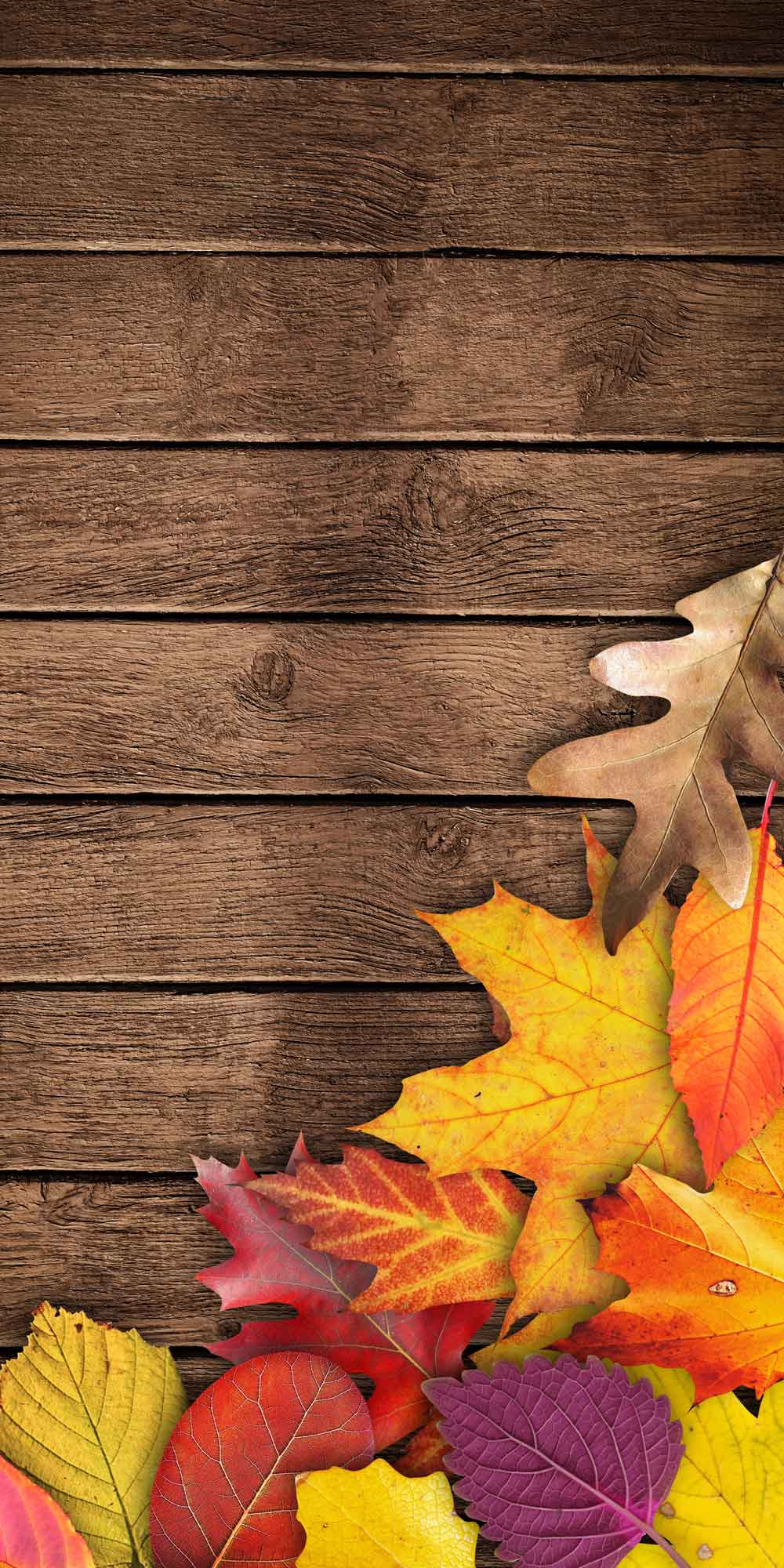 Autumn Leaves Rustic Wood Door Wallpaper close-up pattern texture