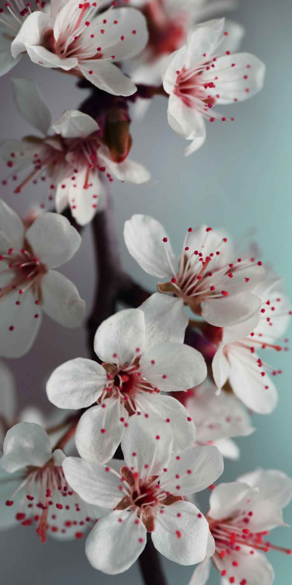 Cherry Blossom Door Wallpaper close-up pattern texture
