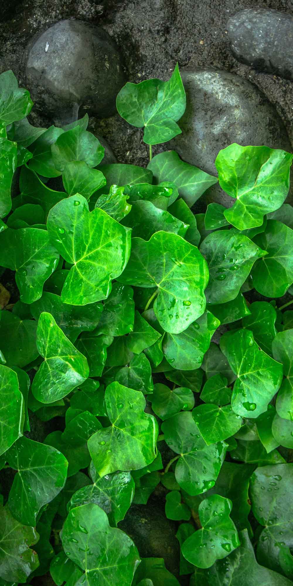 Green Ivy Stone Wall Door Wallpaper close-up pattern texture