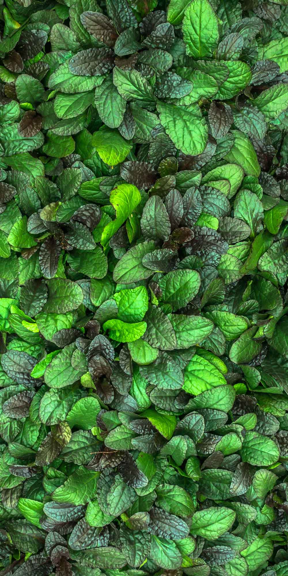 Lush Green Tropical Leaf Wall Door Wallpaper close-up pattern texture