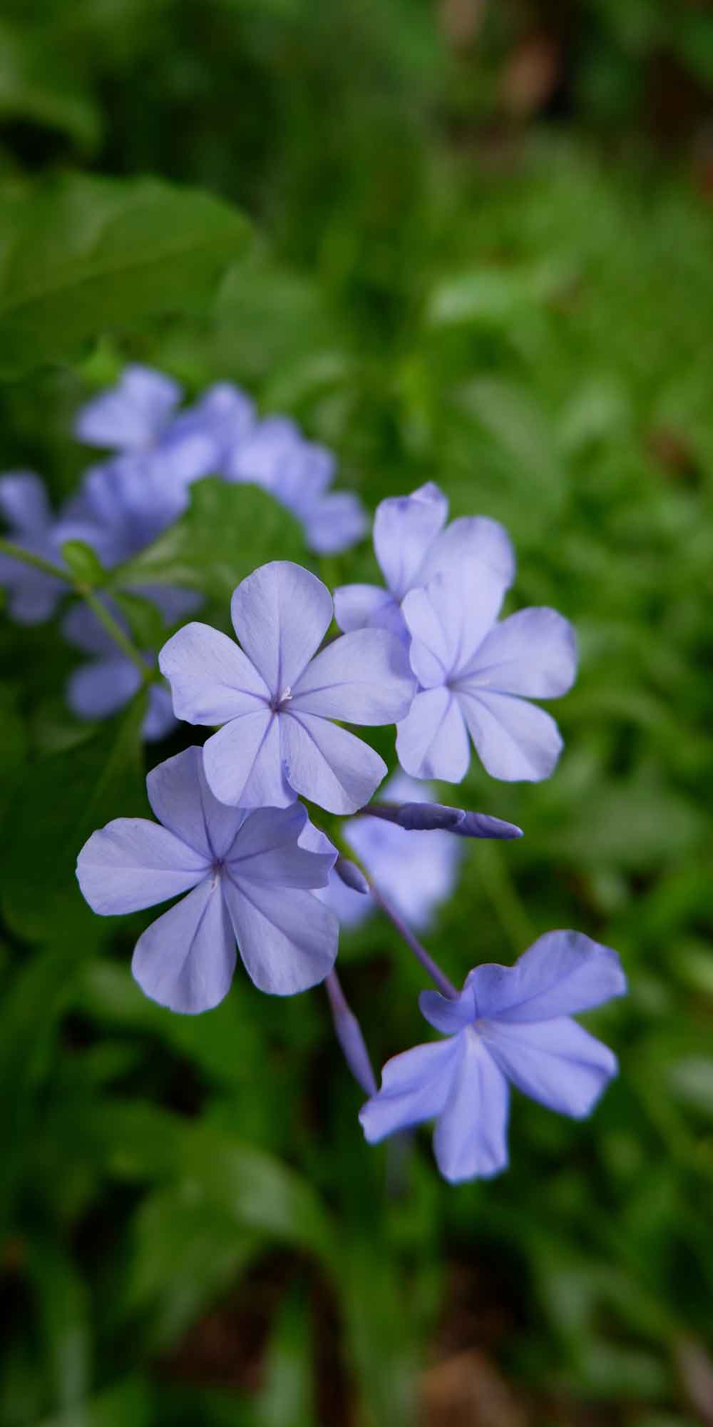 Purple Plumbago Flower Garden Door Wallpaper close-up pattern texture