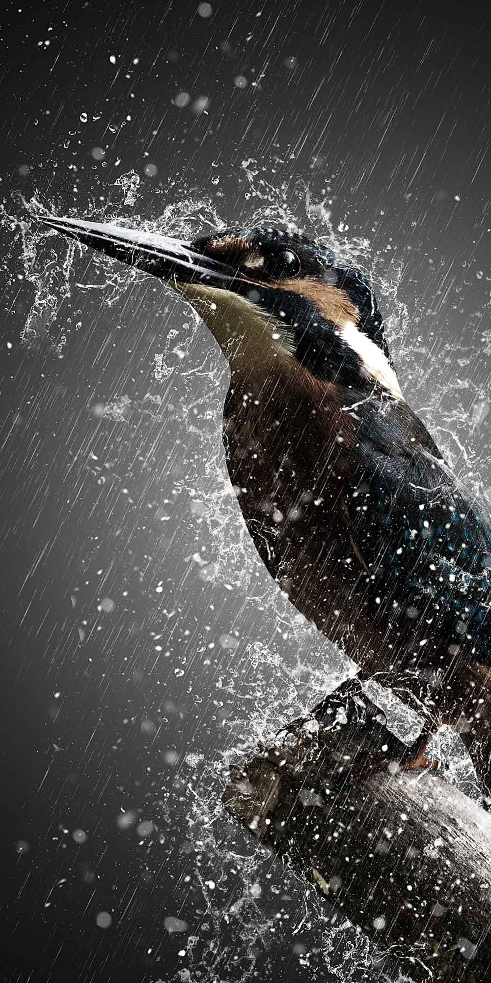 Kingfisher Bird Water Splash Art Door Wallpaper close-up pattern texture