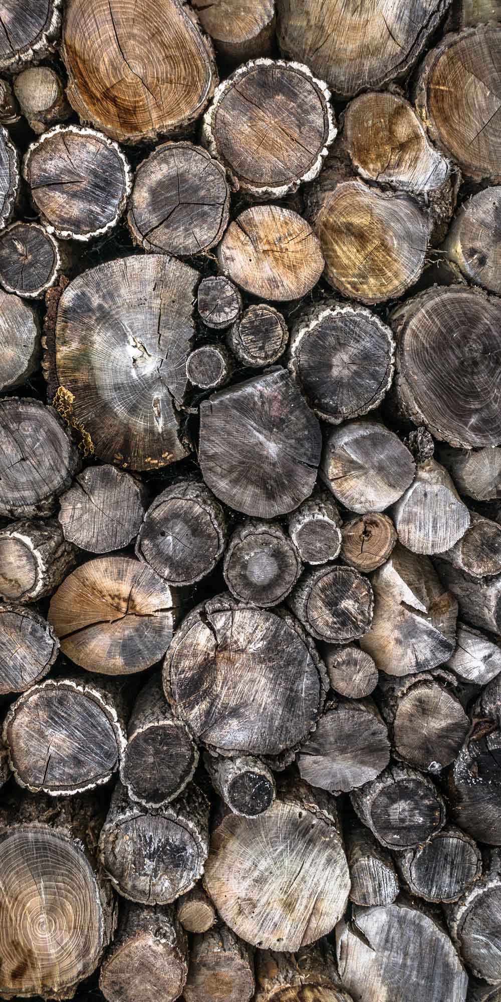 Rustic Stacked Log Wood Cross-Section Door Wallpaper close-up pattern texture