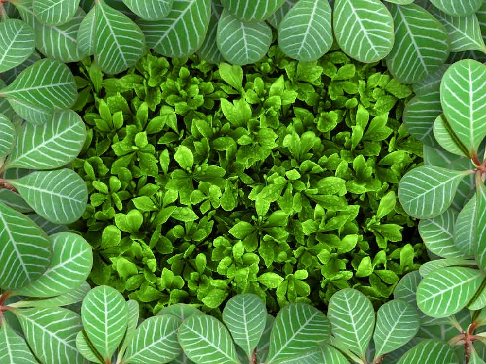 Fresh Green Mixed Leaf Botanical Door Wallpaper close-up pattern texture
