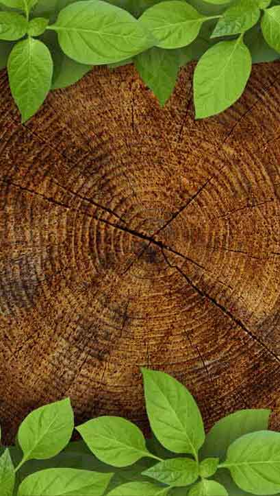 Tree Trunk Annual Rings Cross-Section Door Wallpaper close-up pattern texture