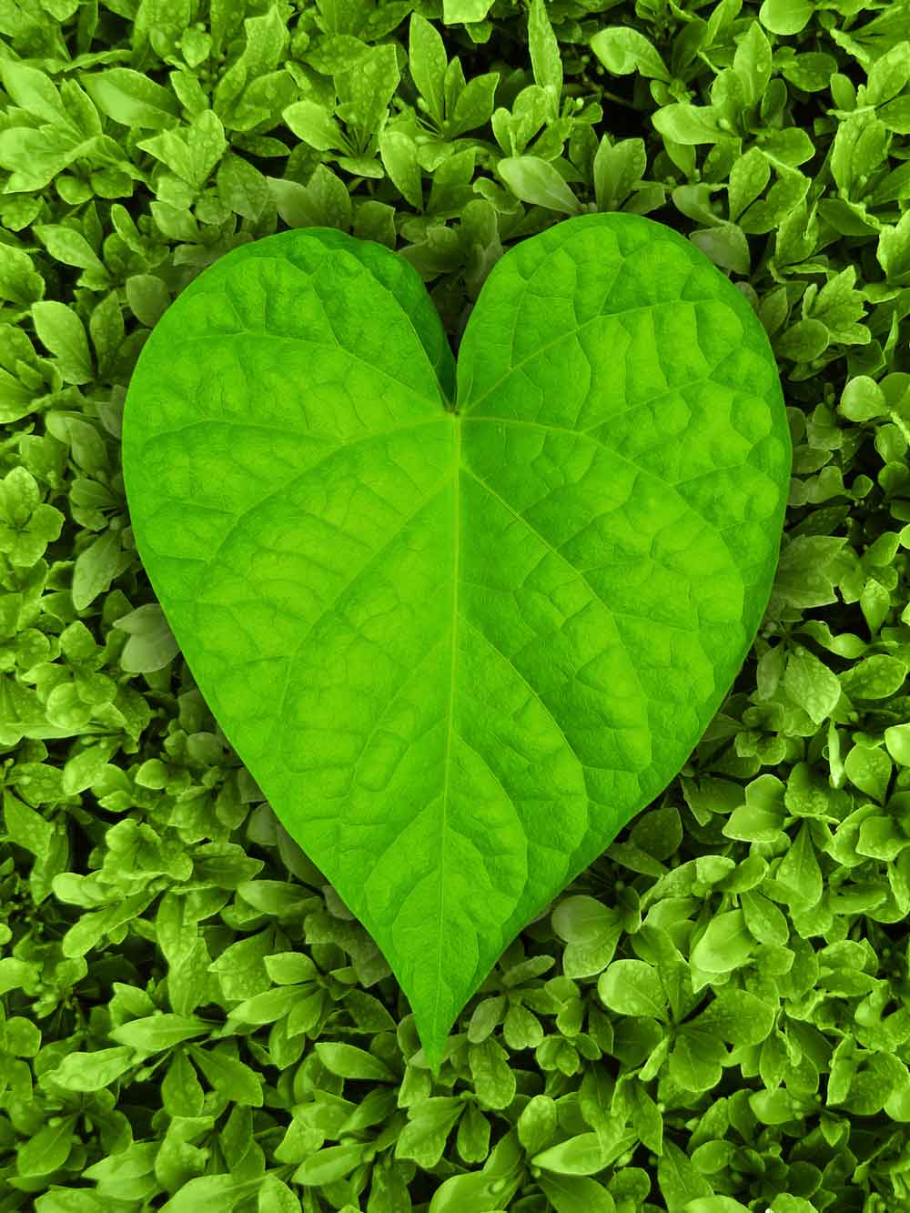 Green Heart Leaf Love Nature Door Wallpaper close-up pattern texture