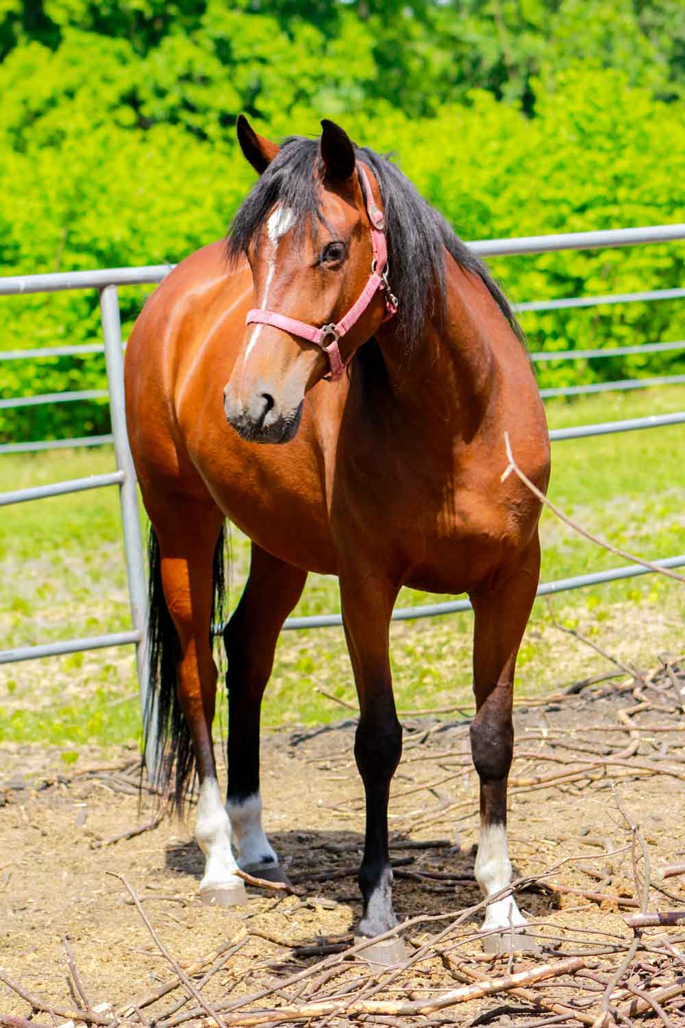 Bay Horse Full Body Portrait Door Wallpaper close-up pattern texture