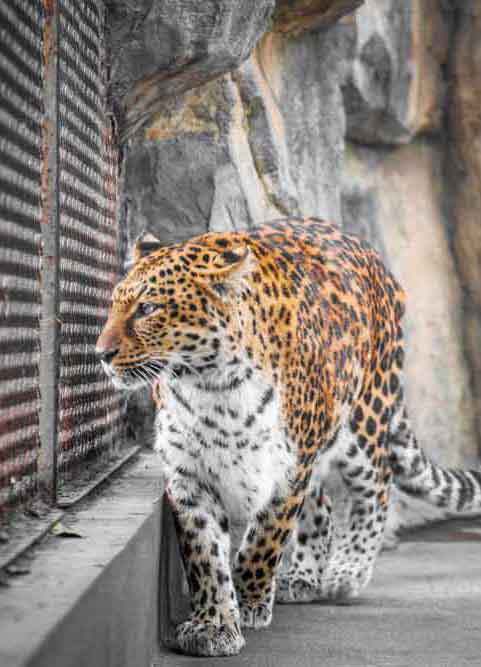 Wild Leopard Rock Wildlife Door Wallpaper close-up pattern texture