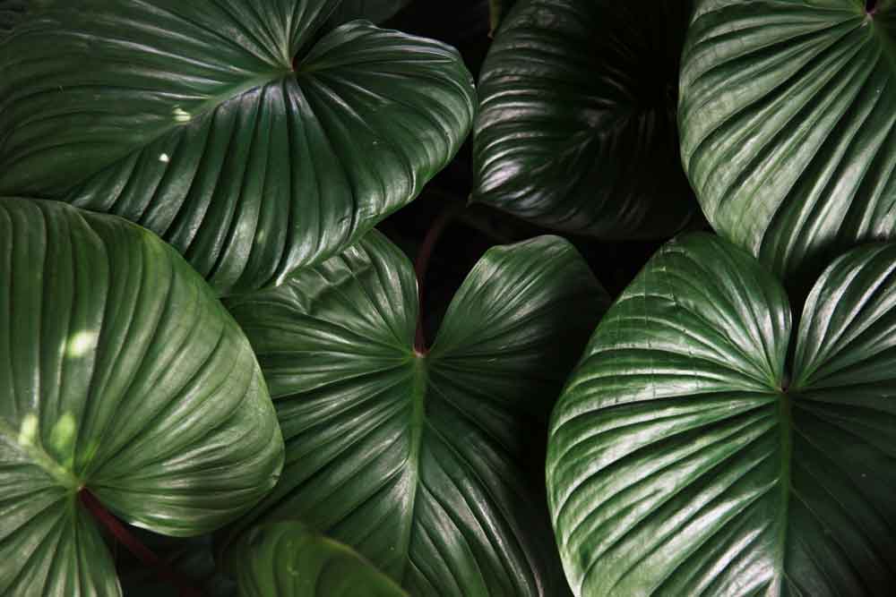 Large Tropical Palm Leaf Botanical Door Wallpaper close-up pattern texture