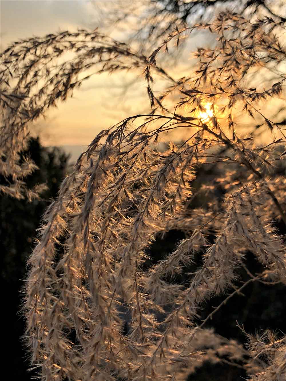 Golden Sunset Wild Grass Reed Door Wallpaper close-up pattern texture