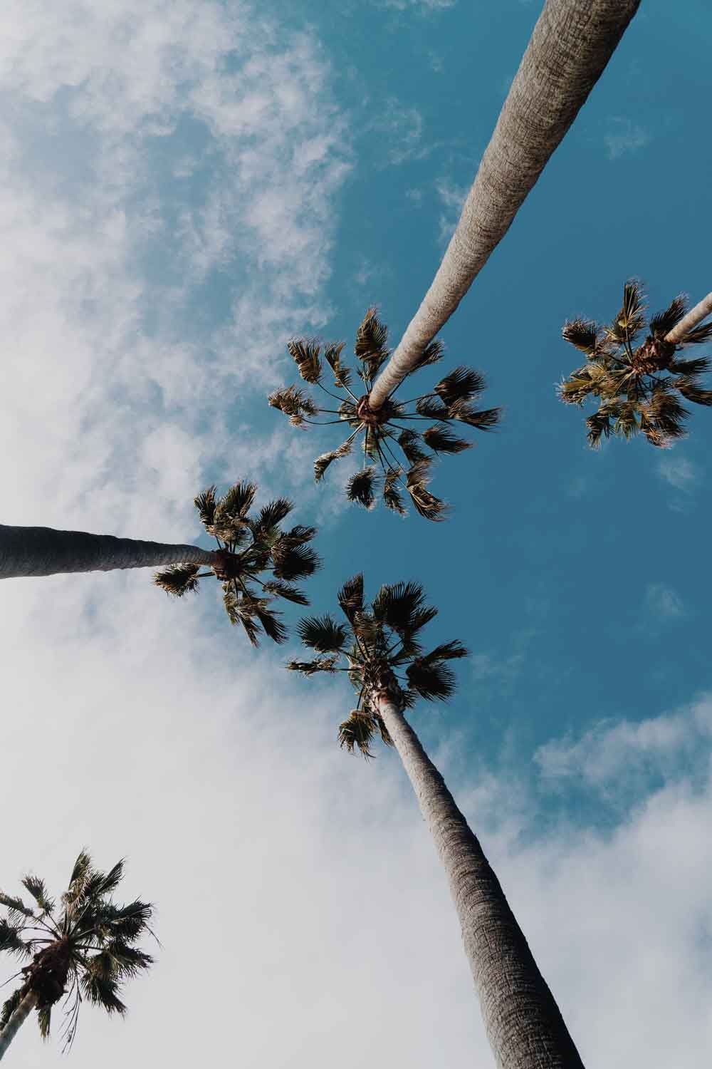 Tropical Palm Tree Sky View Door Wallpaper close-up pattern texture