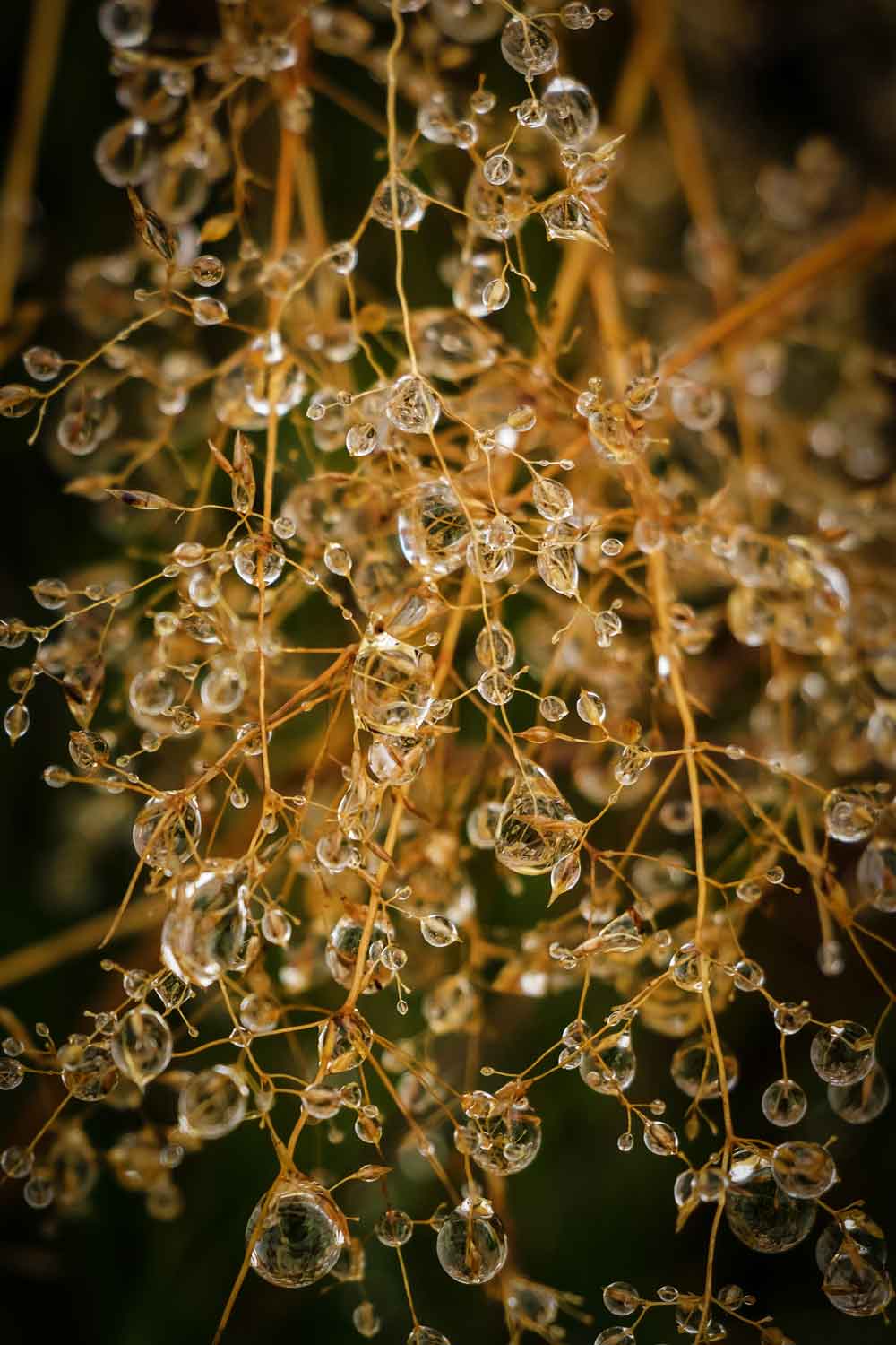 Golden Dew Drops on Plant Stems Door Wallpaper close-up pattern texture