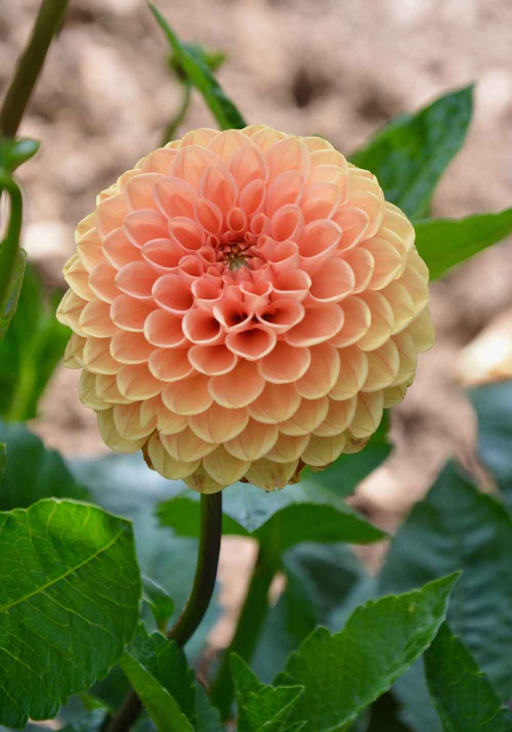 Peach Dahlia Flower Close-Up Door Wallpaper close-up pattern texture