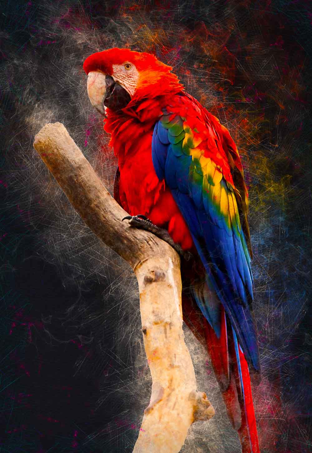 Scarlet Macaw Parrot Door Wallpaper close-up pattern texture
