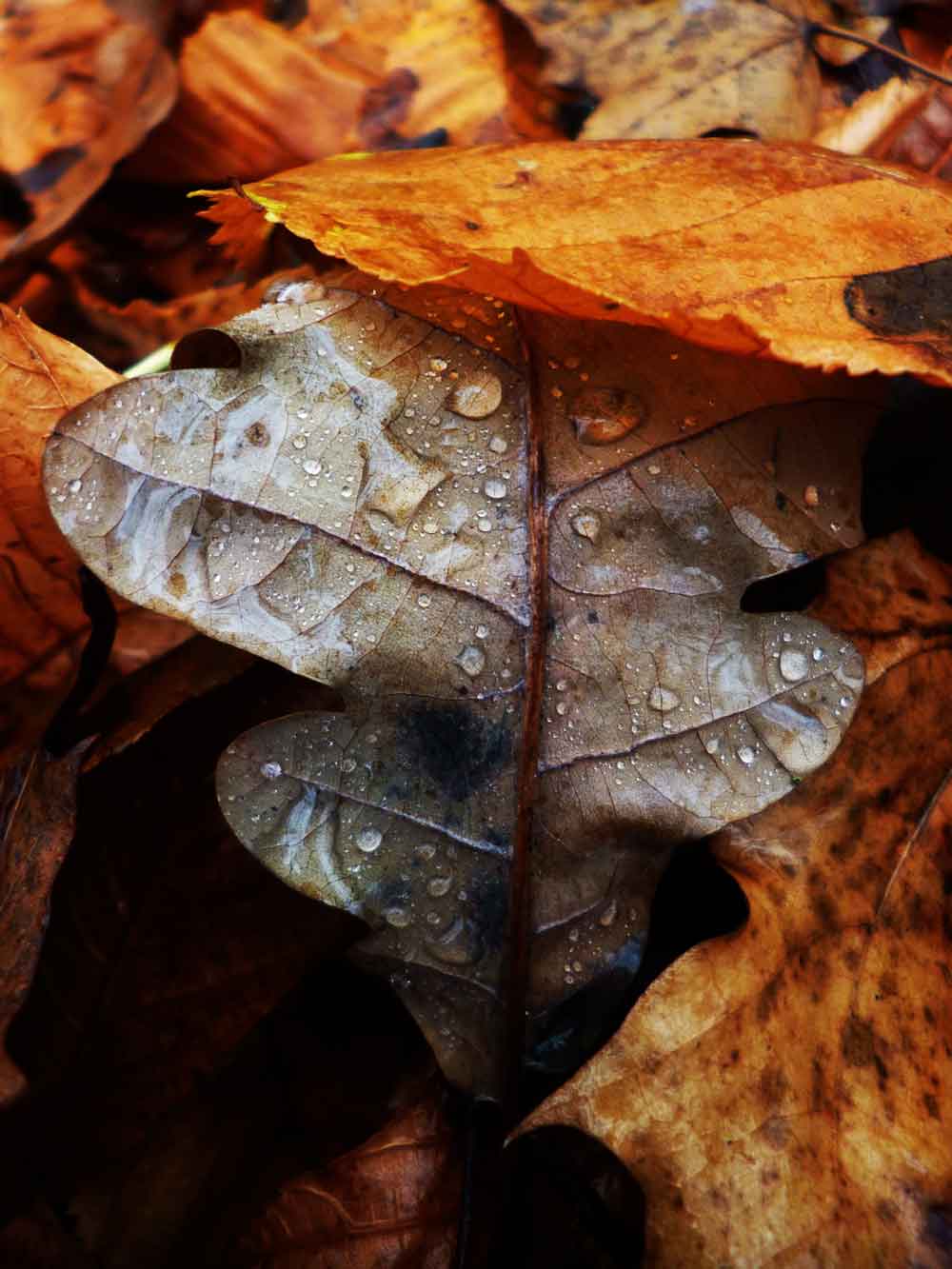 Autumn Leaves Macro Door Wallpaper close-up pattern texture