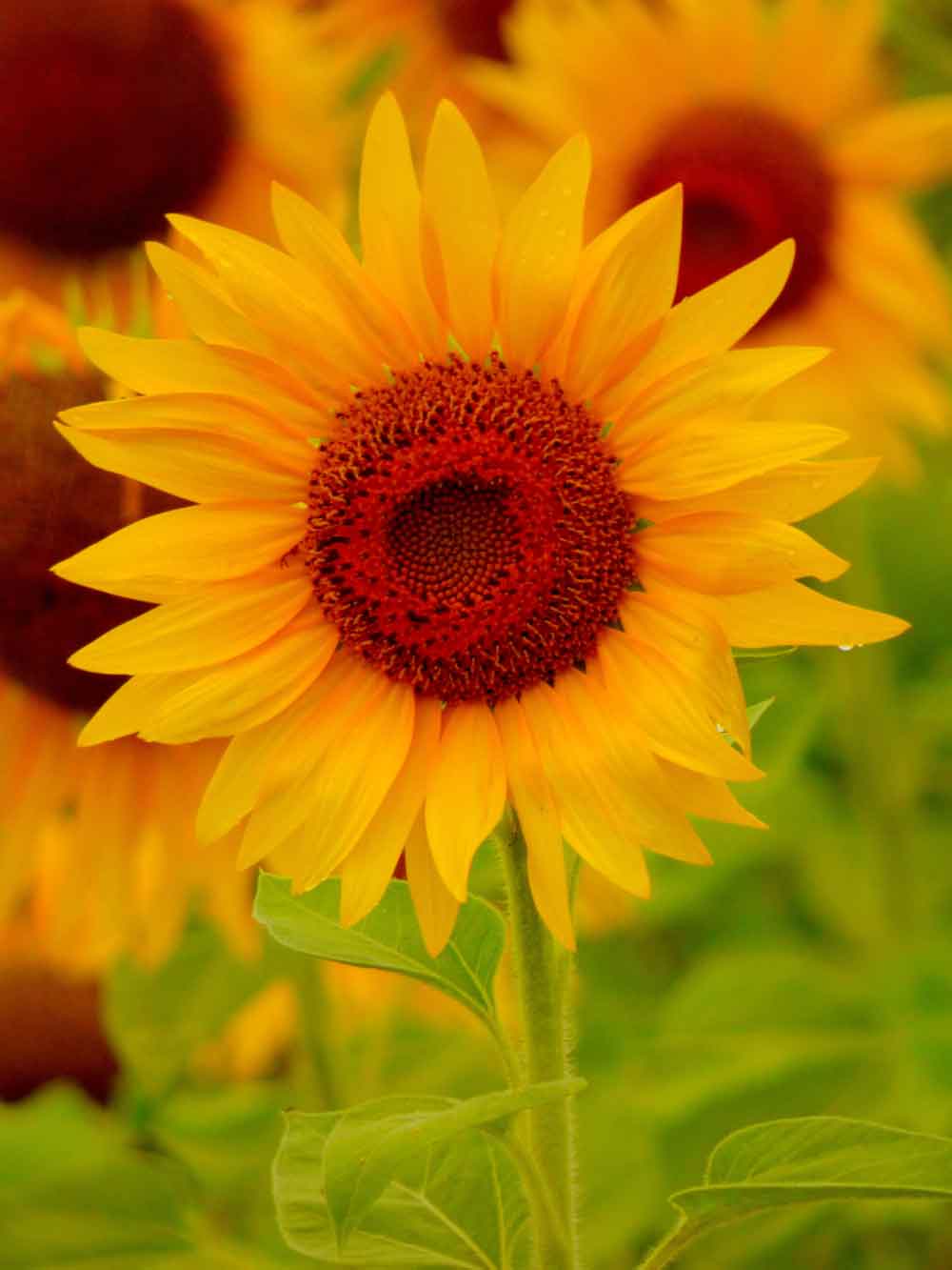Sunflower Close-Up Door Wallpaper close-up pattern texture